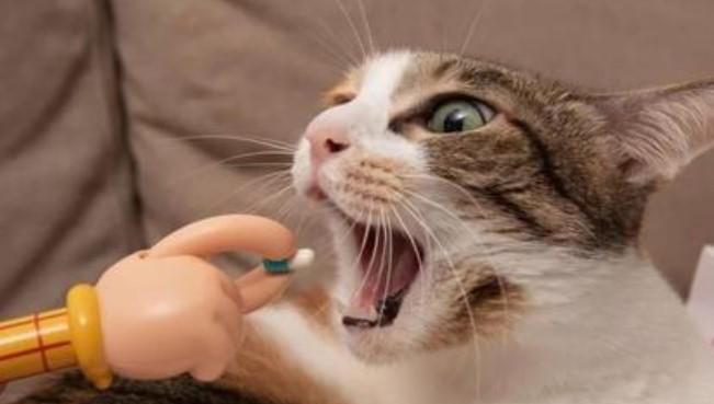 养好一只猫要怎么做