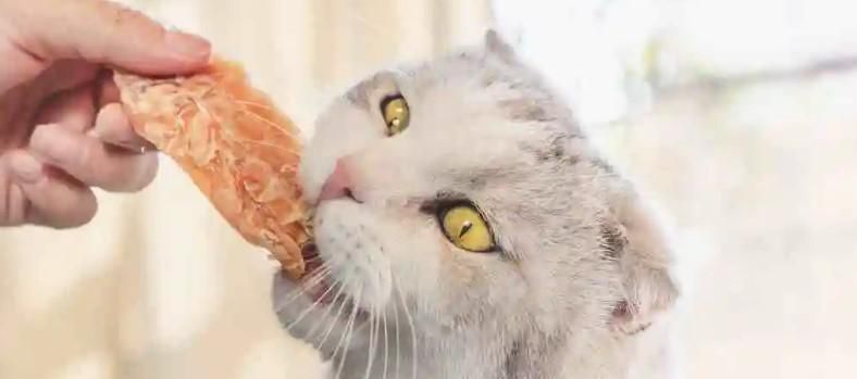 给猫咪吃鸡胸肉可以吗