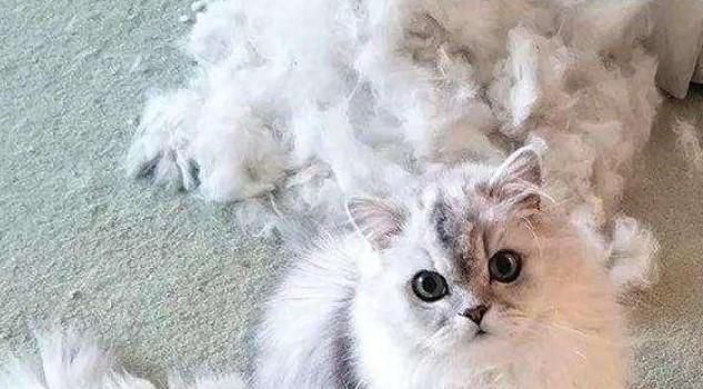 猫咪掉毛多怎么回事