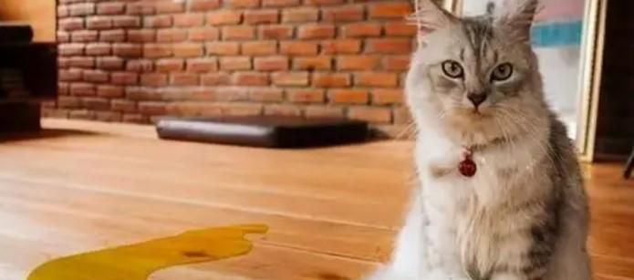 猫在家里乱拉乱尿怎么回事