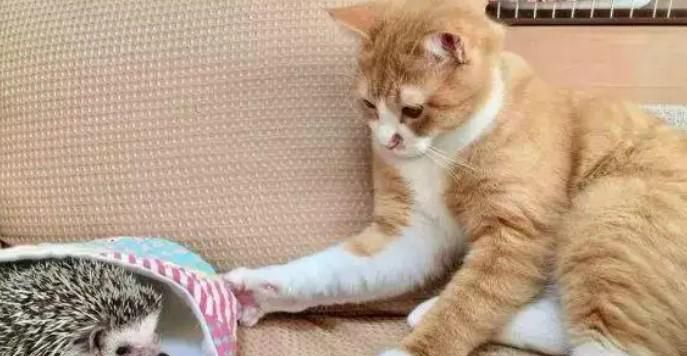 怎么跟猫咪一起生活