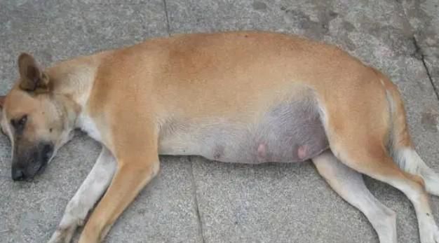 狗狗怀孕有反应吗