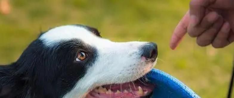 牧羊犬怎么训练呢