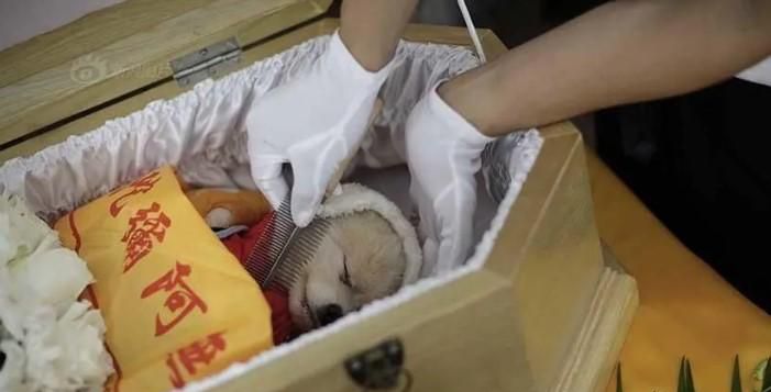 狗狗死了怎么办