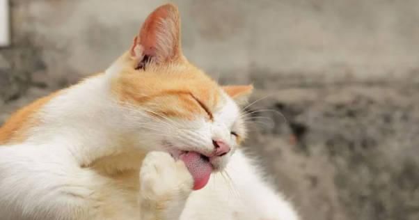 猫咪为什么要舔毛