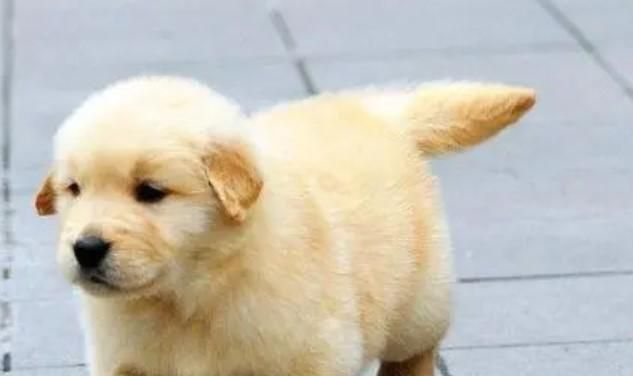 买了金毛要怎么做