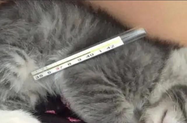 猫咪发烧怎么办