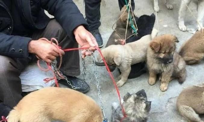 宠物被偷了怎么办