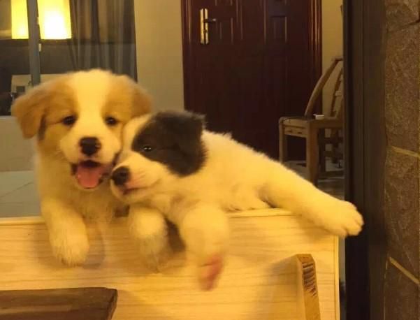 喜欢养宠物的都是什么人