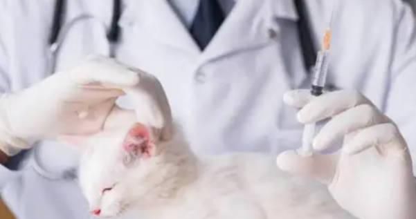 狗被猫咬了怎么办