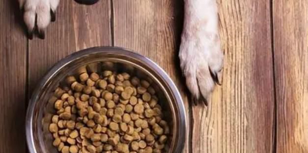 狗狗牙口不好怎么吃饭