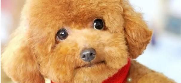 怎么挑选泰迪犬