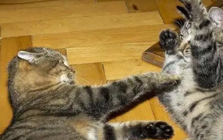 两只猫总是打架怎么办
