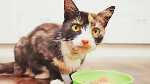 猫咪呕吐的原因
