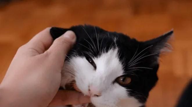 猫咪为什么老抓人