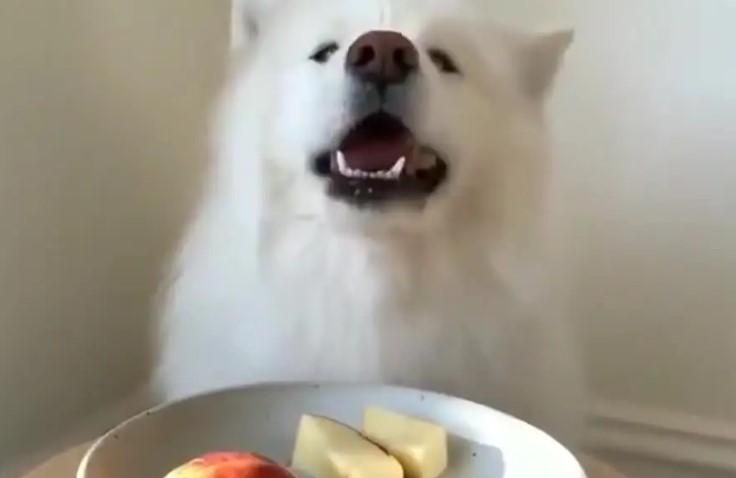 狗狗吃苹果好吗