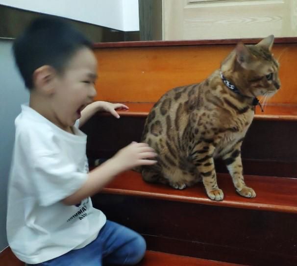 和小猫玩什么最好