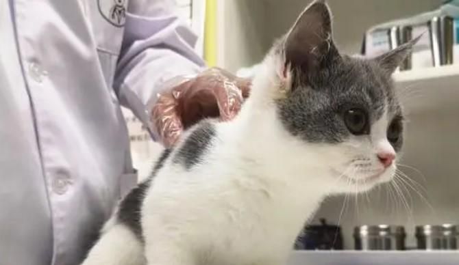 猫咪乱拉乱尿怎么办