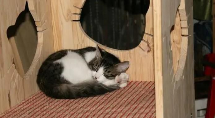 猫咪的喂养方式