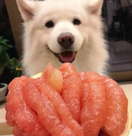狗狗吃柚子的注意事项