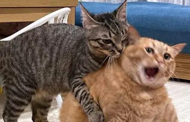 猫咪为什么会打架