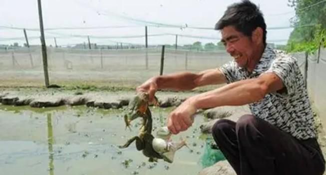 饲养青蛙的方法