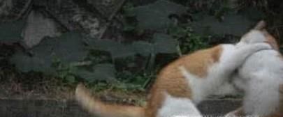 处理猫猫打架的方法