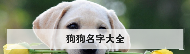 狗狗名字大全