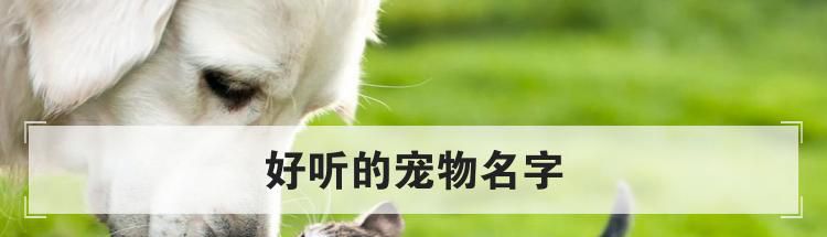 好听的宠物名字