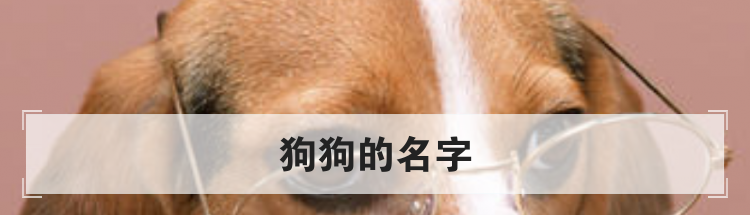 狗狗的名字