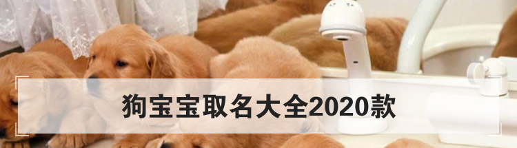 狗宝宝取名大全2020款