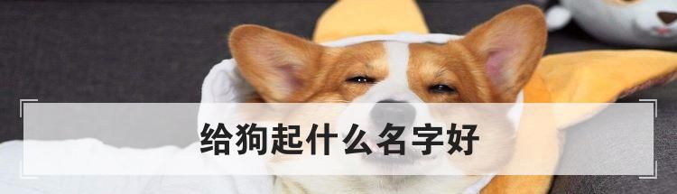 给狗起什么名字好