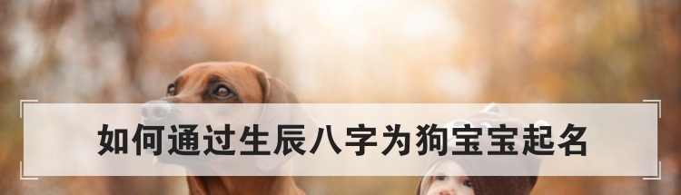 如何通过生辰八字为狗宝宝起名