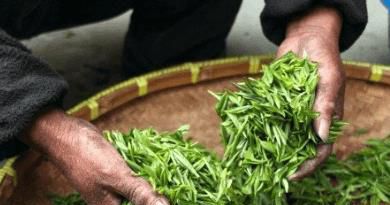 好听的茶商标名字大全