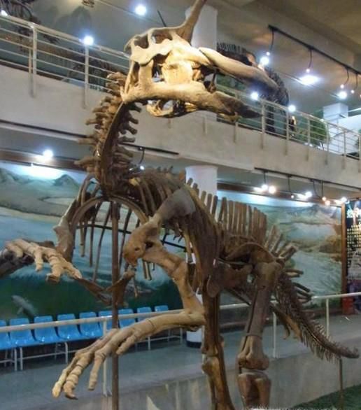 中国最大的古生物博物馆,国内哪些博物馆古生物化石展示最为全面