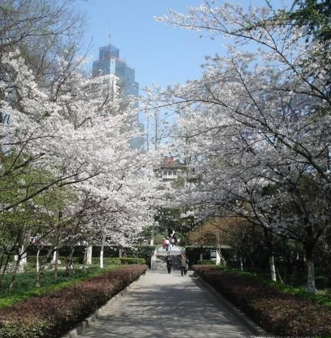 2018南京赏花指南