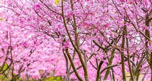 日本樱花在哪个地方最多