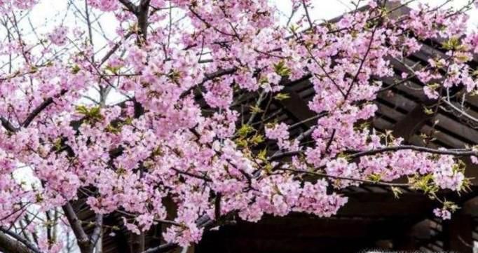 2018年日本樱花什么时候开