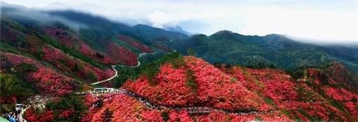 麻城看杜鹃攻略