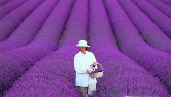 成都周边薰衣草花海攻略—随地给你拍大片的机会