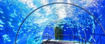 去上海海洋水族馆应该注意什么