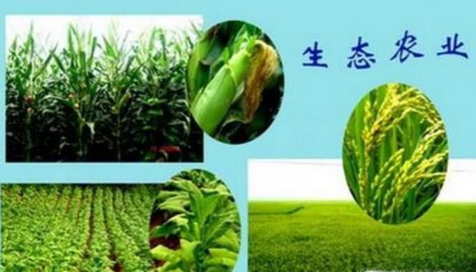 乡村振兴怎么干？