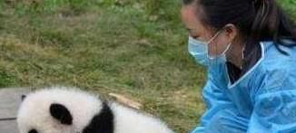 怎样才能当熊猫饲养员