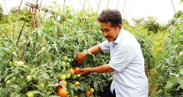 不想出去打工，在家做什么好？