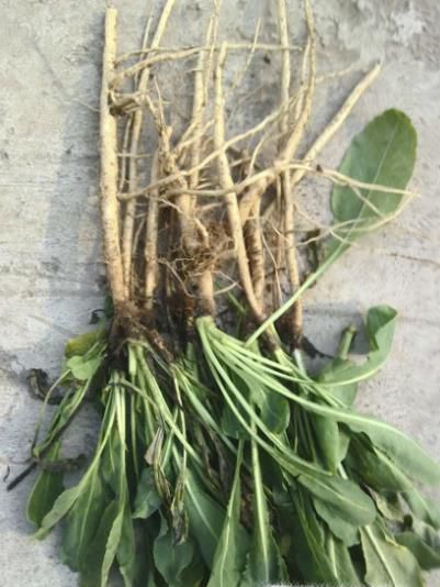 种植什么药材最赚钱