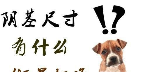 教你判断男性阴茎是短小的诀窍
