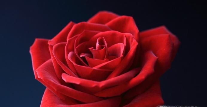 玫瑰的花语是什么？