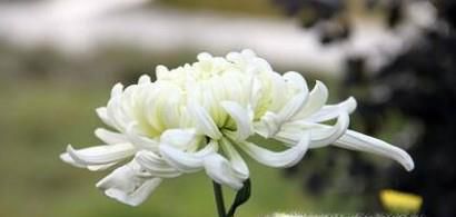 重阳赏菊诗句