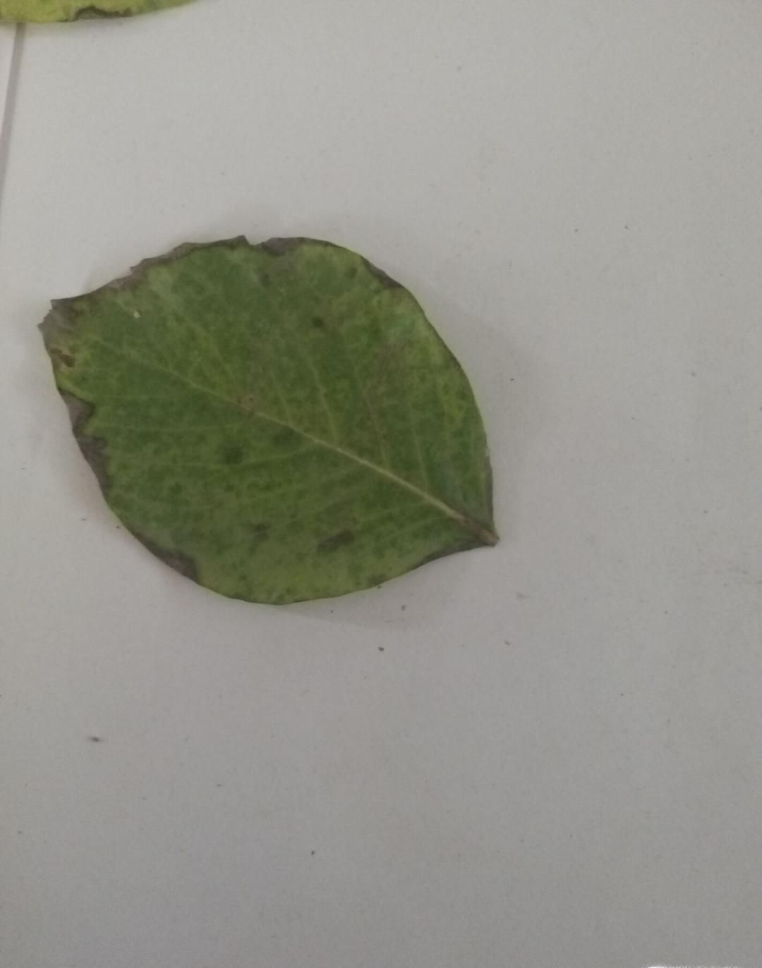 树叶贴画蝴蝶制作方法