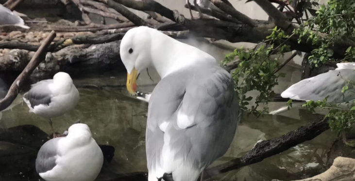时鸣春涧中的上一句是什么